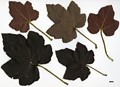 SpeciesSub: var. purpurascens